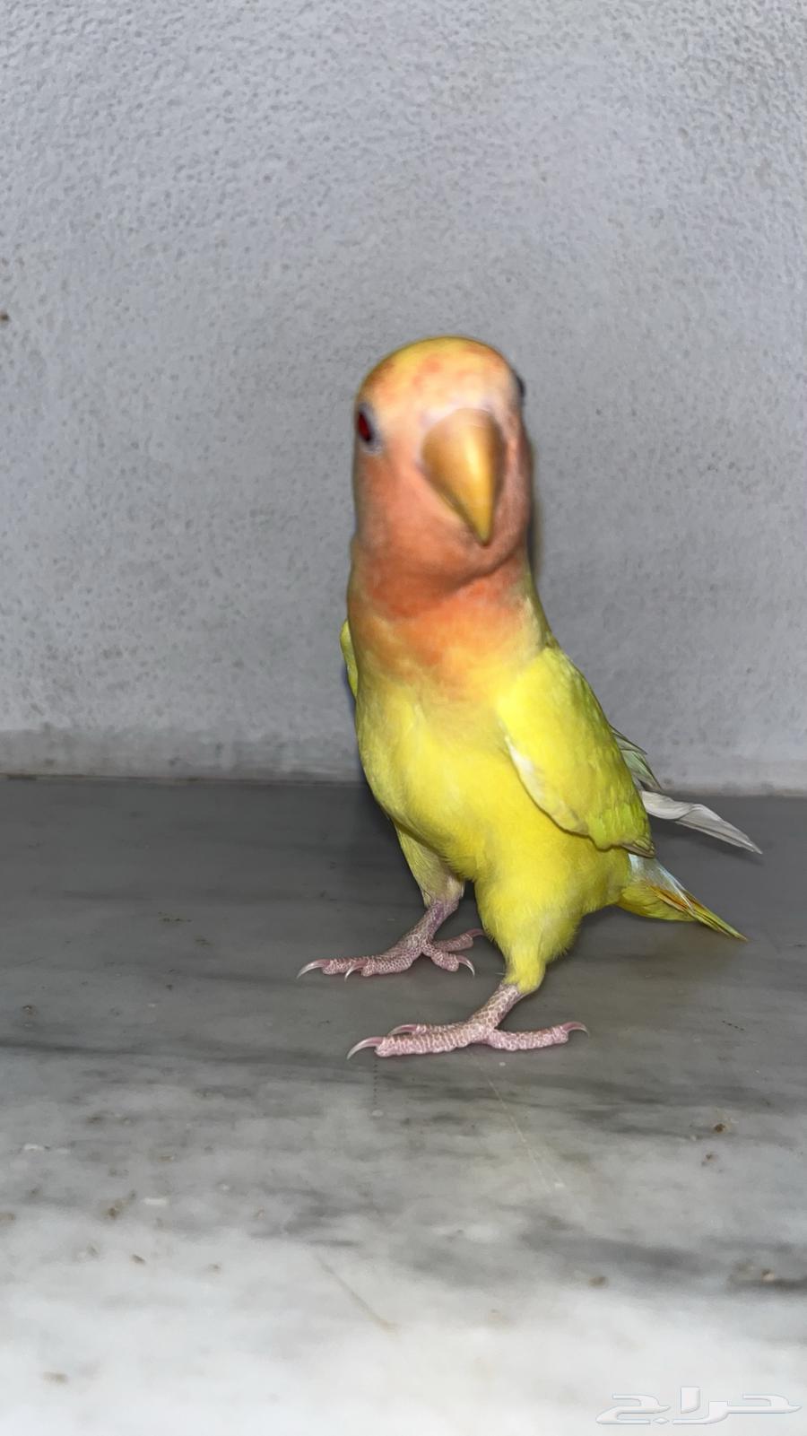 Ferocious Roosters, Weaned, Feed Themselves64623368662402112