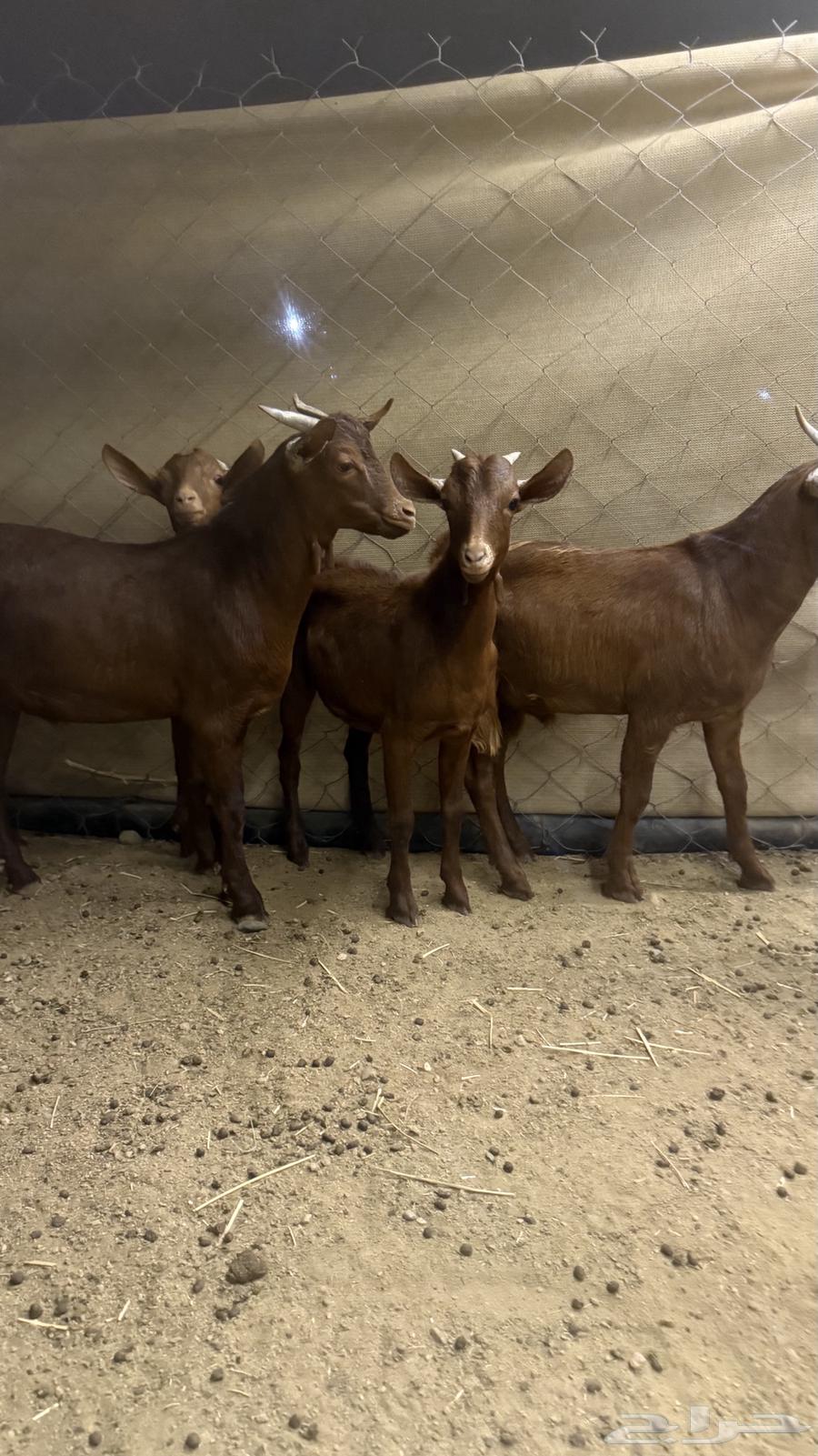 تيوس محايليه جنوبيه64619305173378112