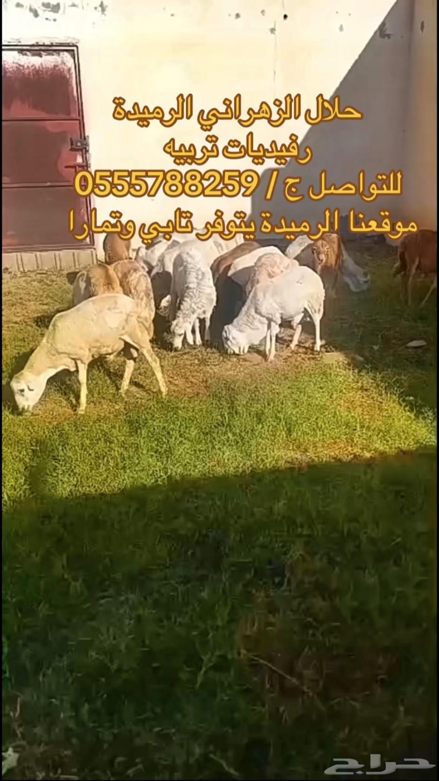طليان رفيدي تربيه اسعار تنافسيه جدا64619305254531110