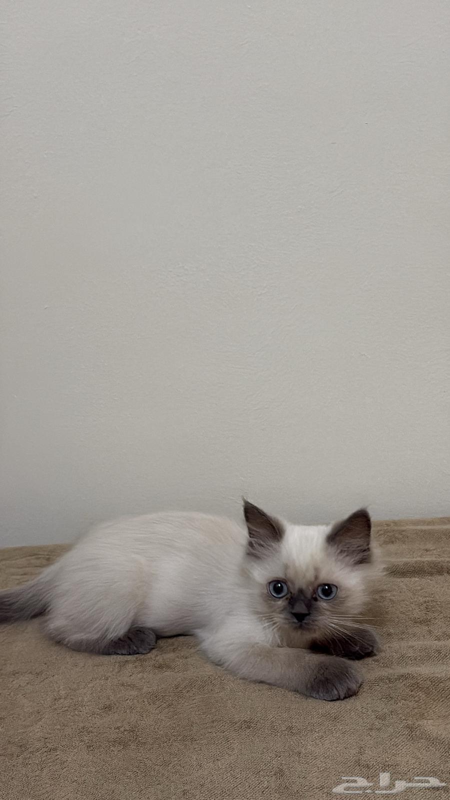 قطة كيتن همالايا للبيع64625209771138111