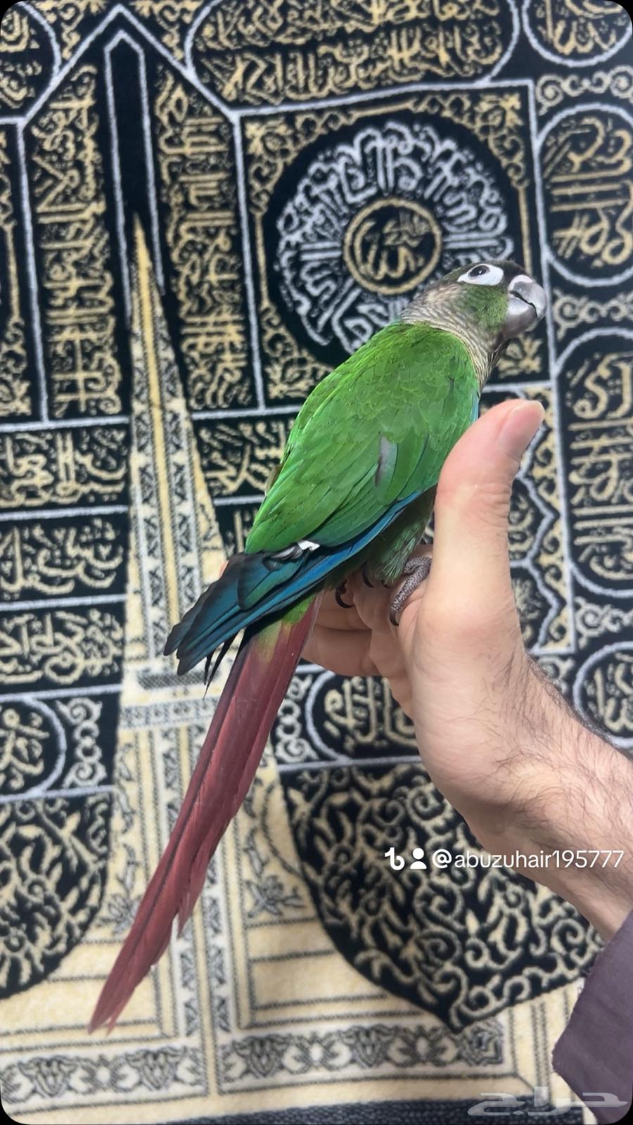 كنيور قرين شيك لطيف وكيوت وأليف ونشبه اللى يبغى الزين يلحق64623454642562111