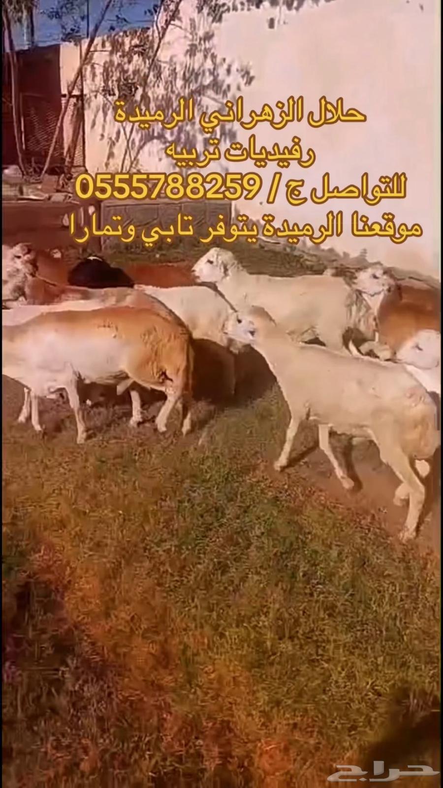 طليان رفيدي تربيه اسعار تنافسيه جدا64619305254531112