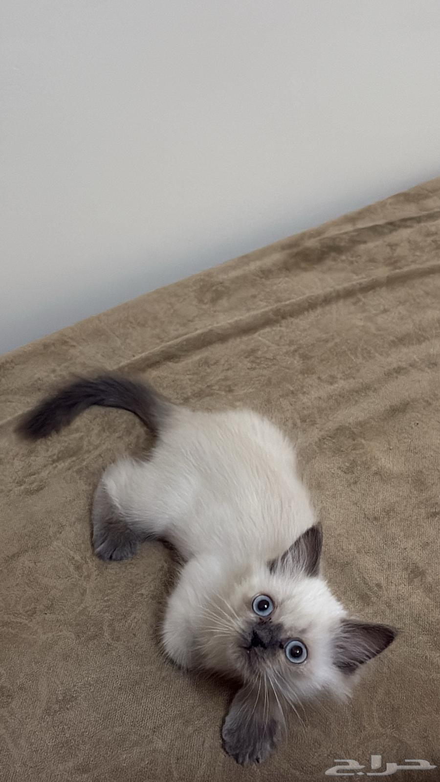 قطة كيتن همالايا للبيع64625209771138112