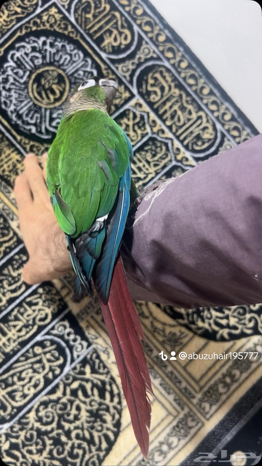 كنيور قرين شيك لطيف وكيوت وأليف ونشبه اللى يبغى الزين يلحق64623454642562112