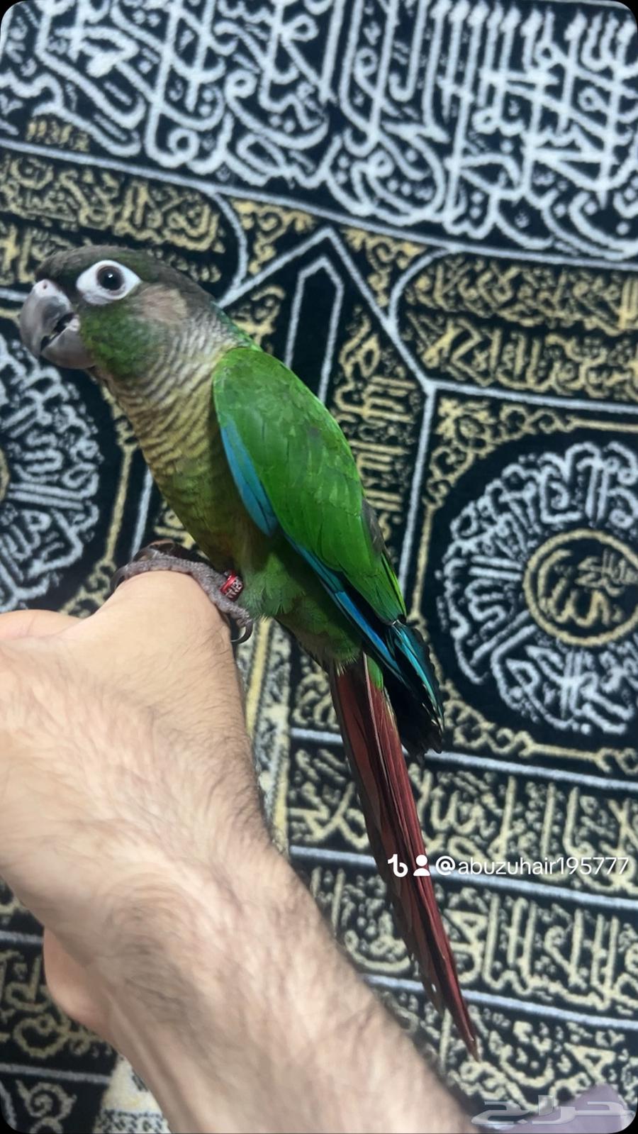 كنيور قرين شيك لطيف وكيوت وأليف ونشبه اللى يبغى الزين يلحق64623454642562114