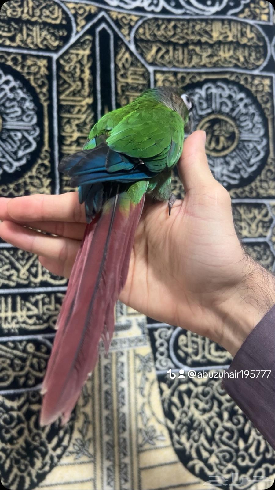 كنيور قرين شيك لطيف وكيوت وأليف ونشبه اللى يبغى الزين يلحق64623454642562113