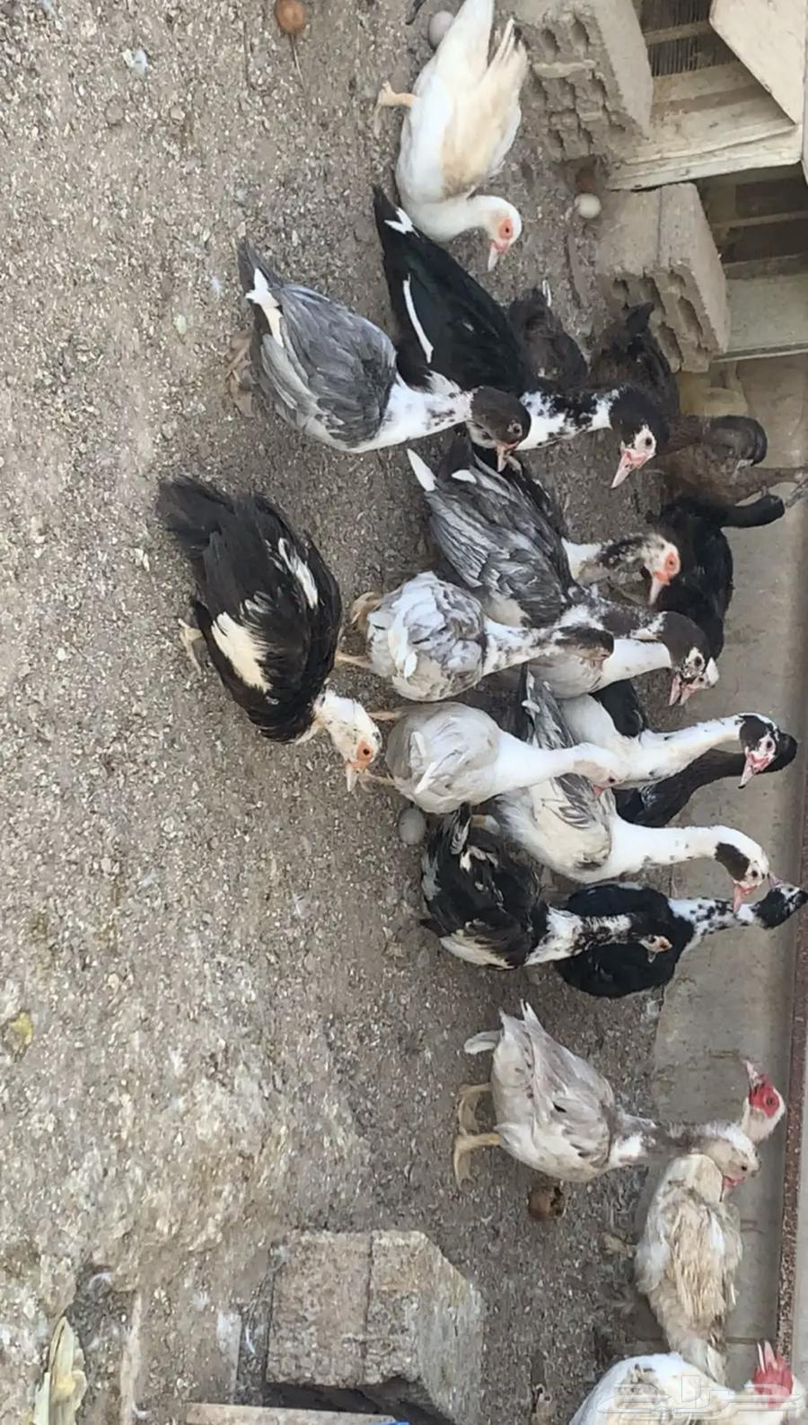 للبيع بط البري الخضيري مصري فاخر64625736742659110