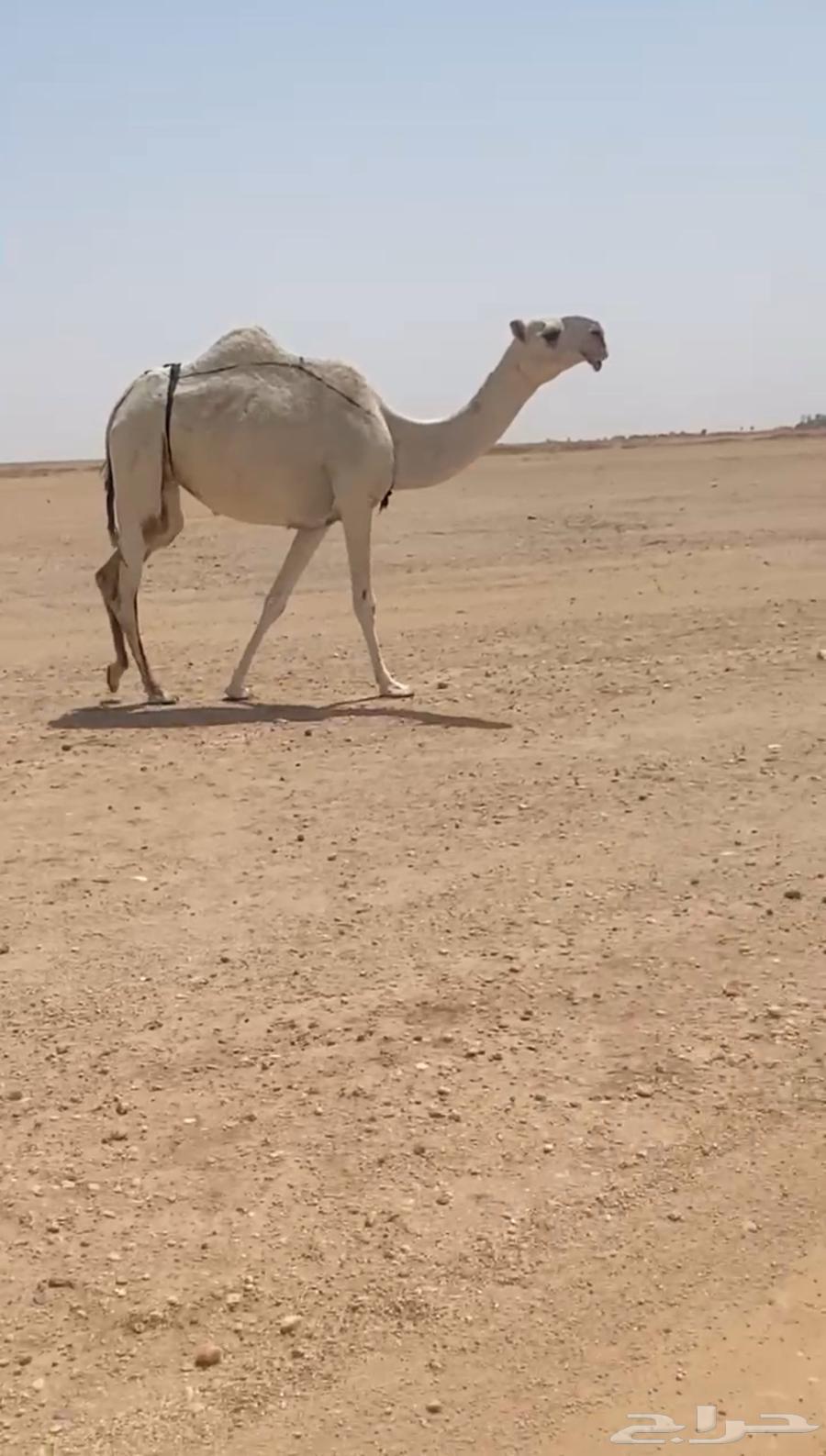 للبيع بكره ثنيه رمانيه مبيوع ولدها قبل اسبوع على جميع الشرو64624744611842110