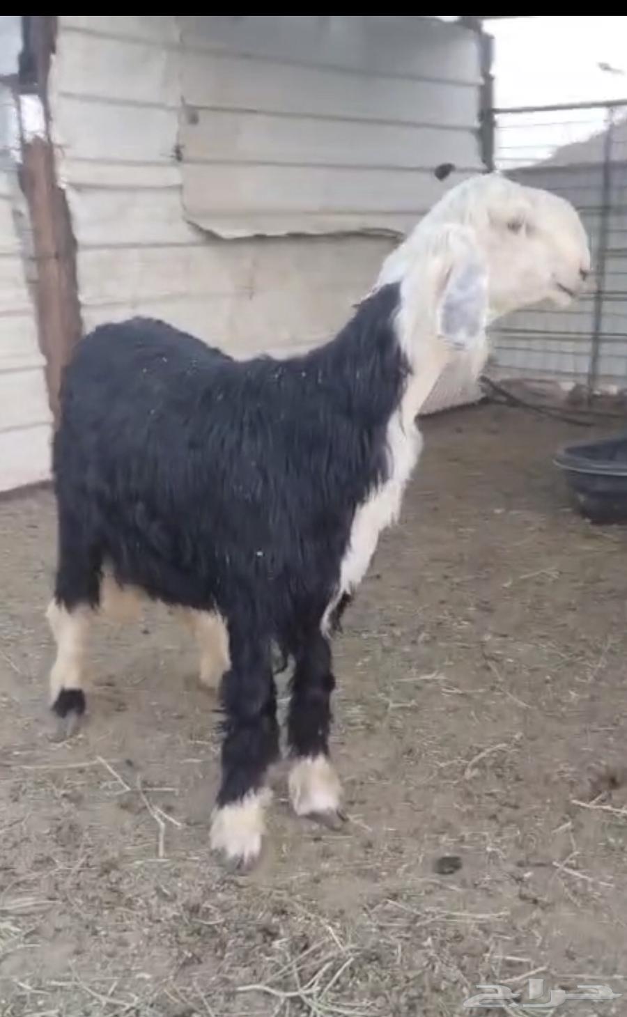 Najdi Stallion Project – Premium Breed, No. 1164623612290562113