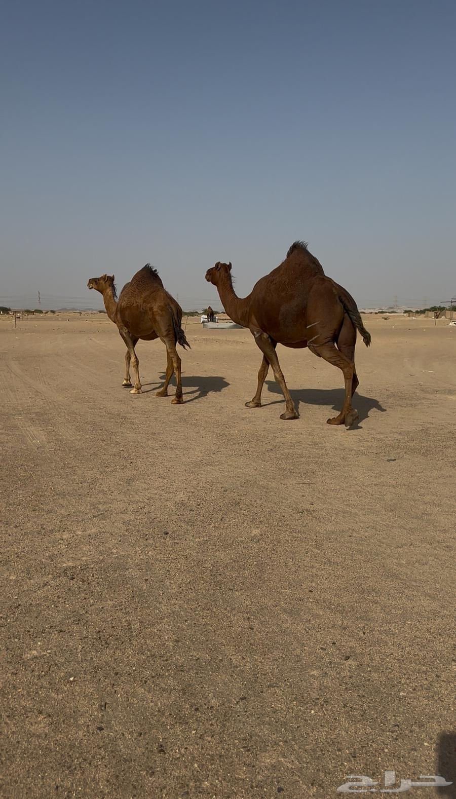 ناقتين سواحل حمر ملاقي64625136351105110