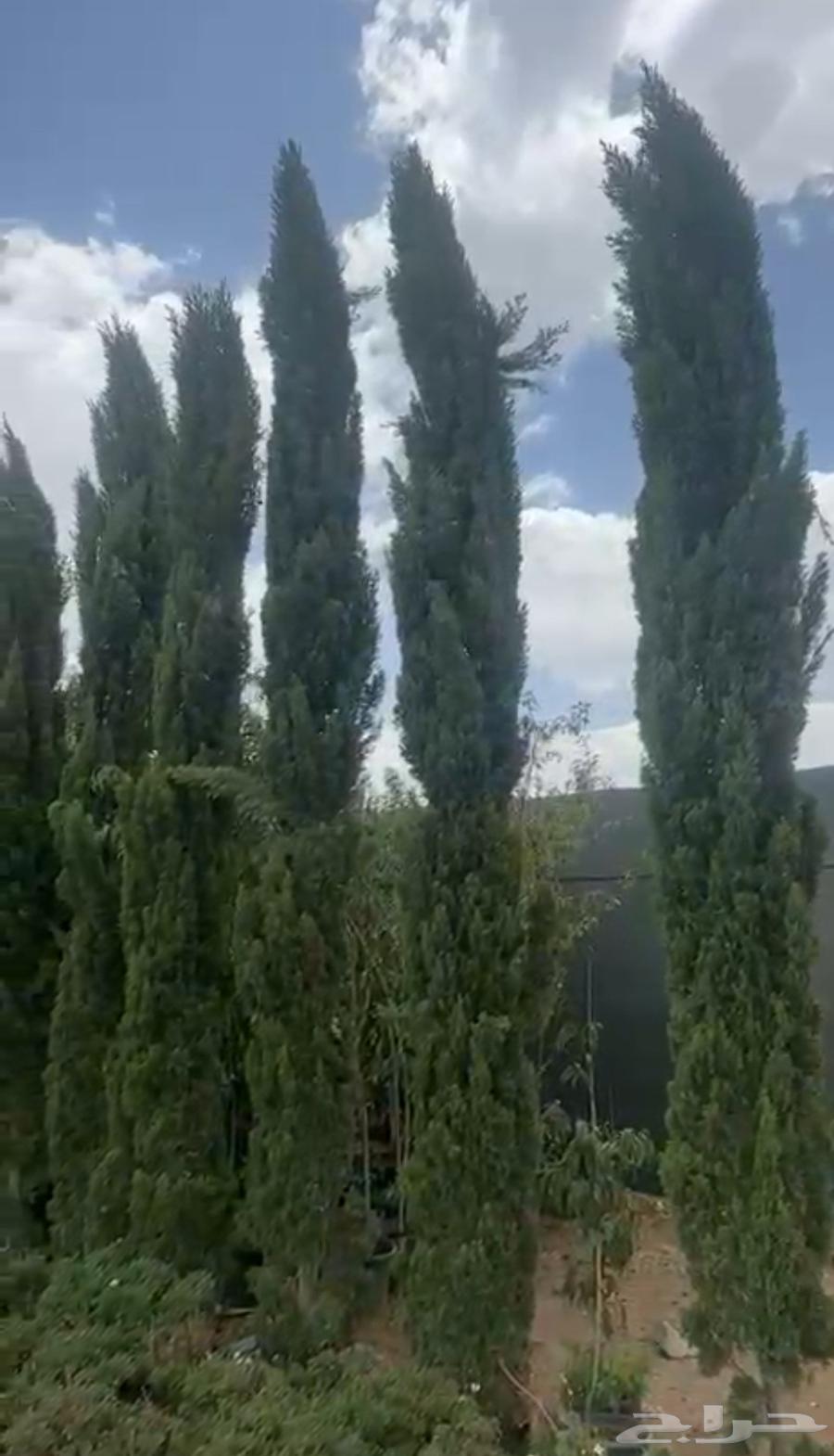 نخل واشنطن عربي واشجار64160225030146110