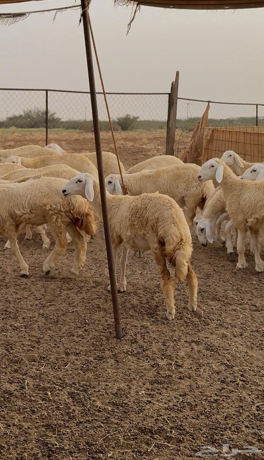 رخال حري 43 راس للبيع64620142343810112