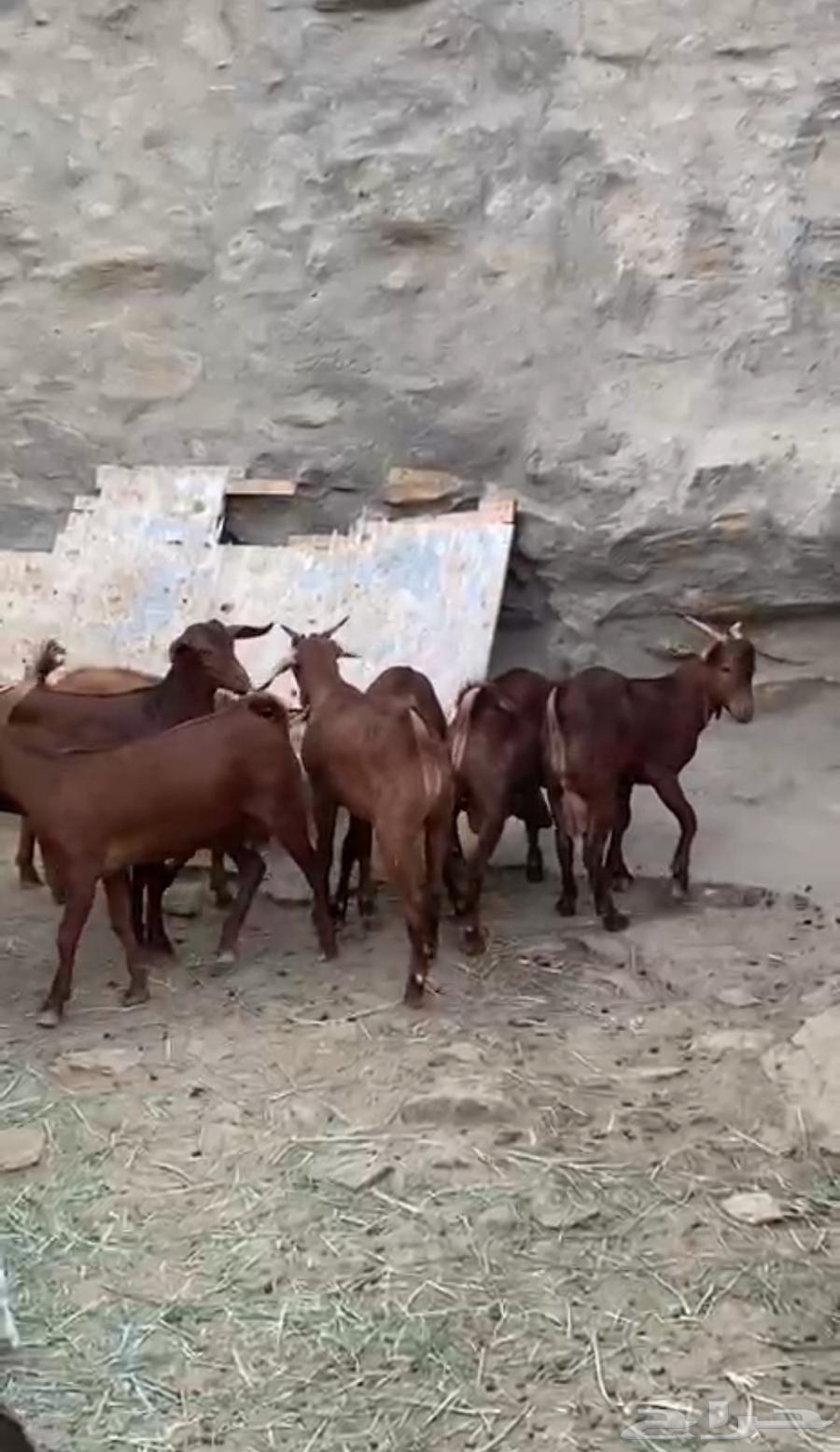 تيوس بلدي للبيع64619217234819110