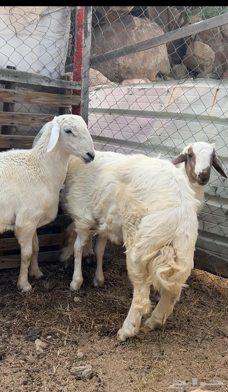 طلي صنف عمره 5 شهور64624818352515111