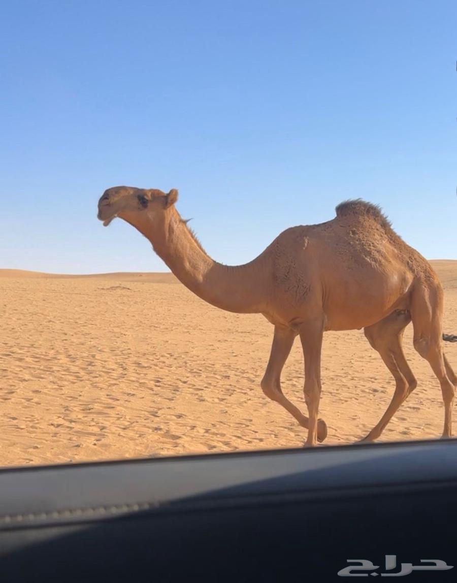 للبيع بكره حقه حمراء كفو جدا باتليه عظم طويله64618764609921112