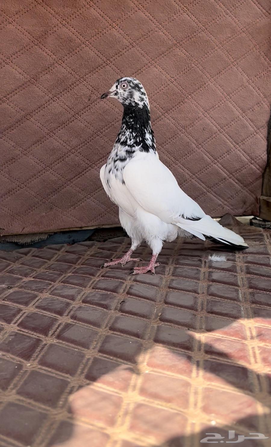 زوج تيدي للبيع64618949688193111