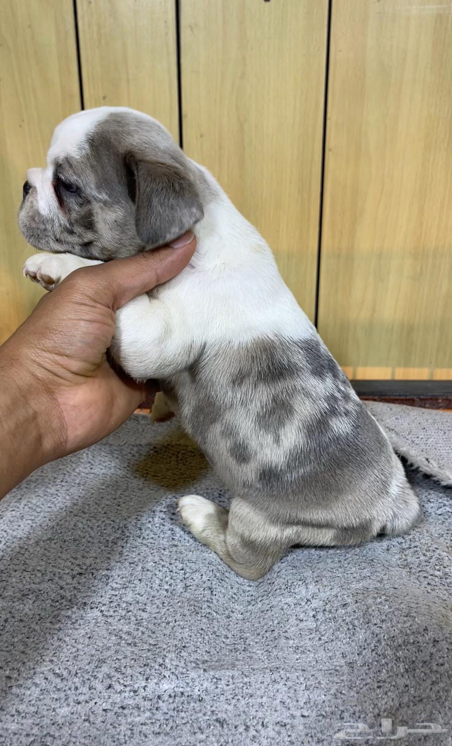 جراء فرنش بولدج للحجز مستويات عاليه64620379922947111