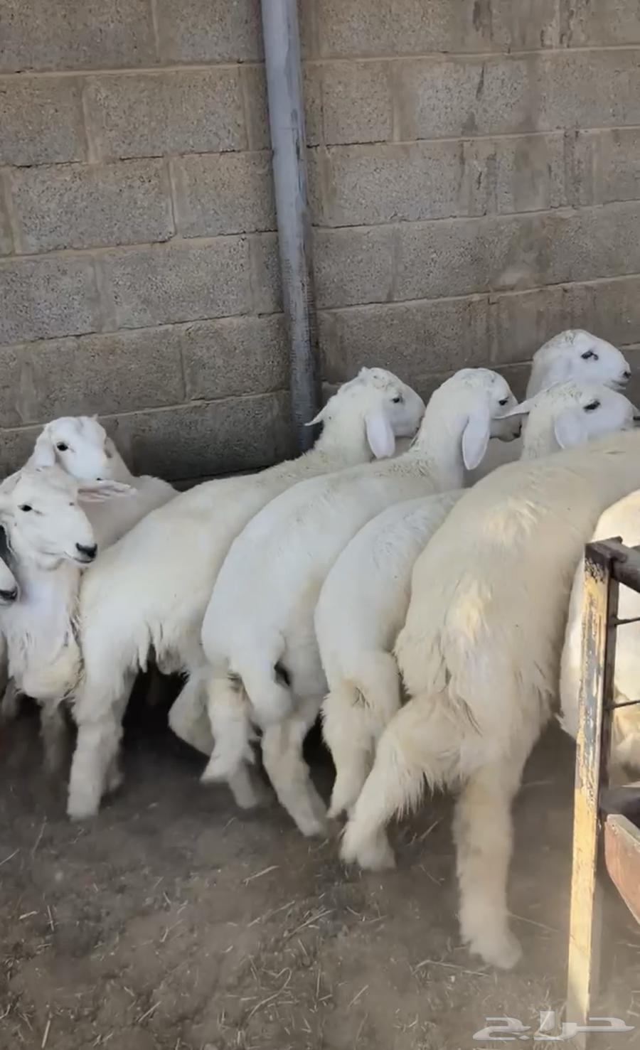 ذبائح ابو فراس نعيم حري الخرج64619905204994112