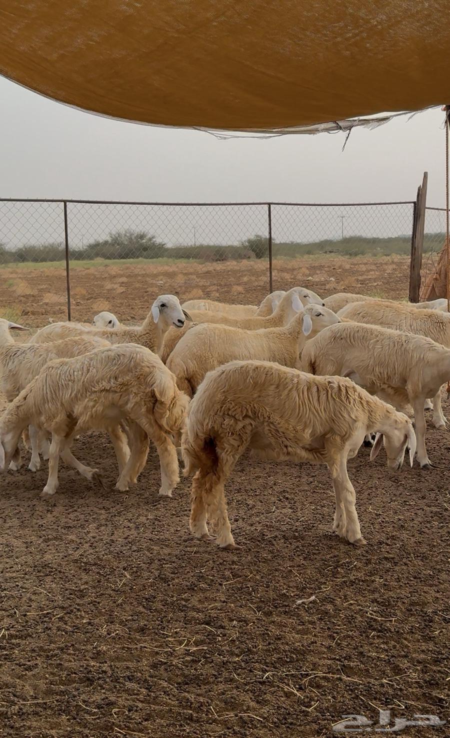 رخال حري 43 راس للبيع64620142343810114