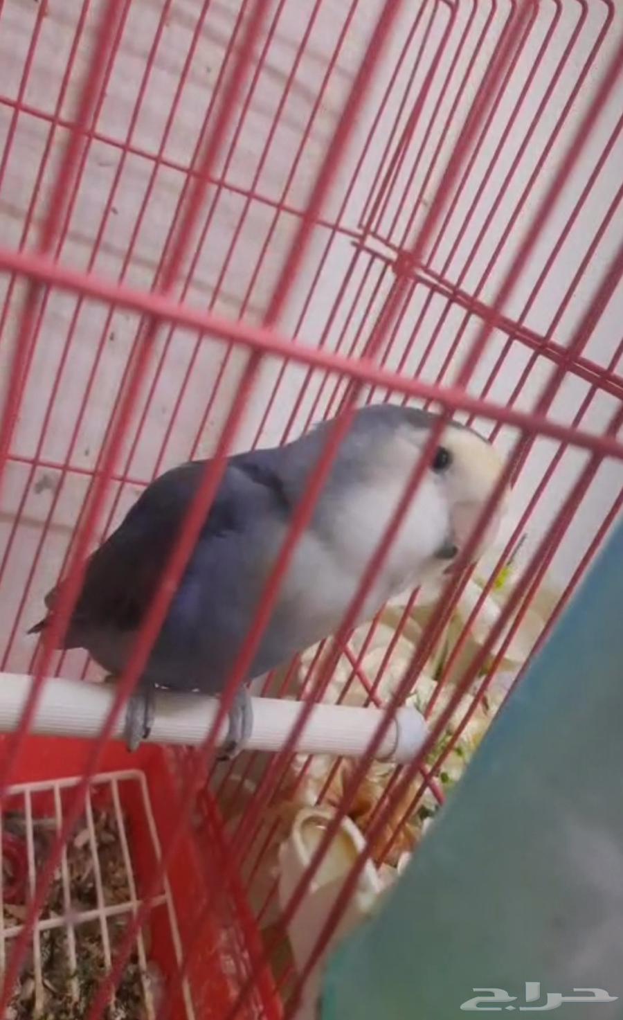 زوج روز الأخضر ذكر الازرق انثى جاهزين للانتاج السعر 45064624903740034110