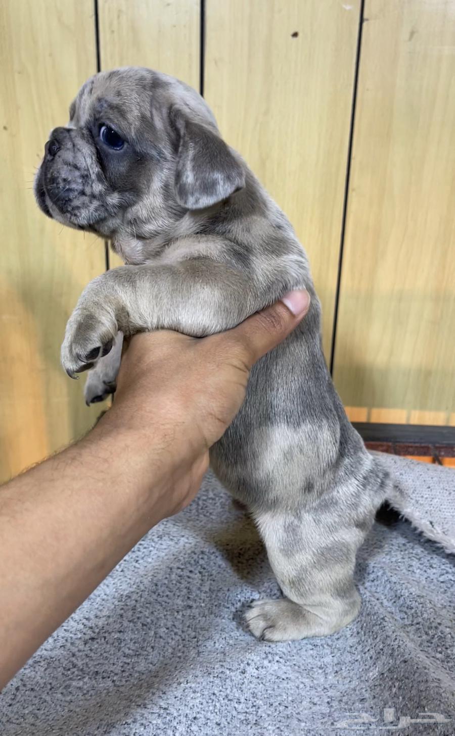 جراء فرنش بولدج للحجز مستويات عاليه64620379922947112