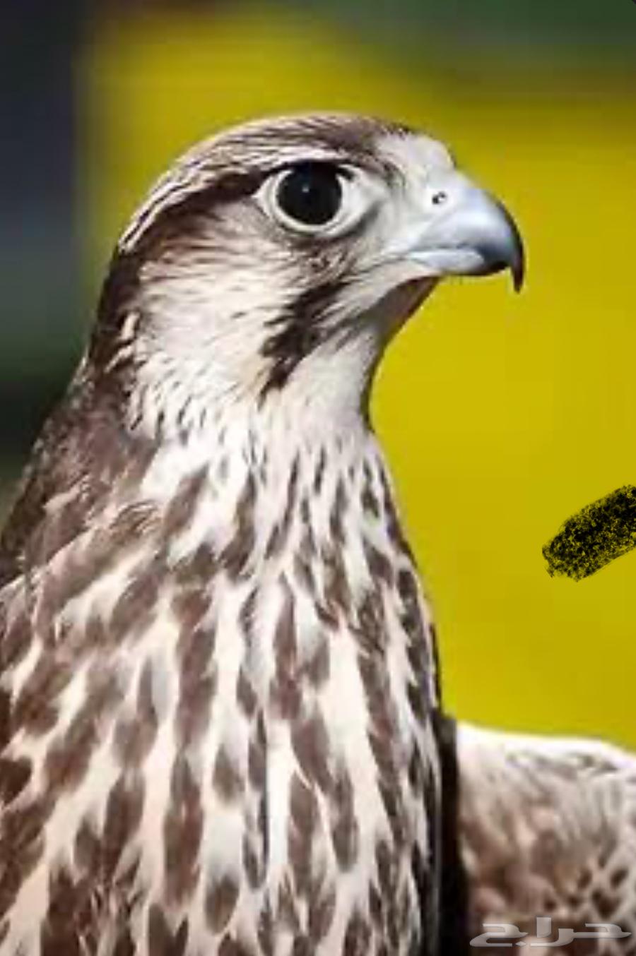 مطلوب صقر64617490427394110