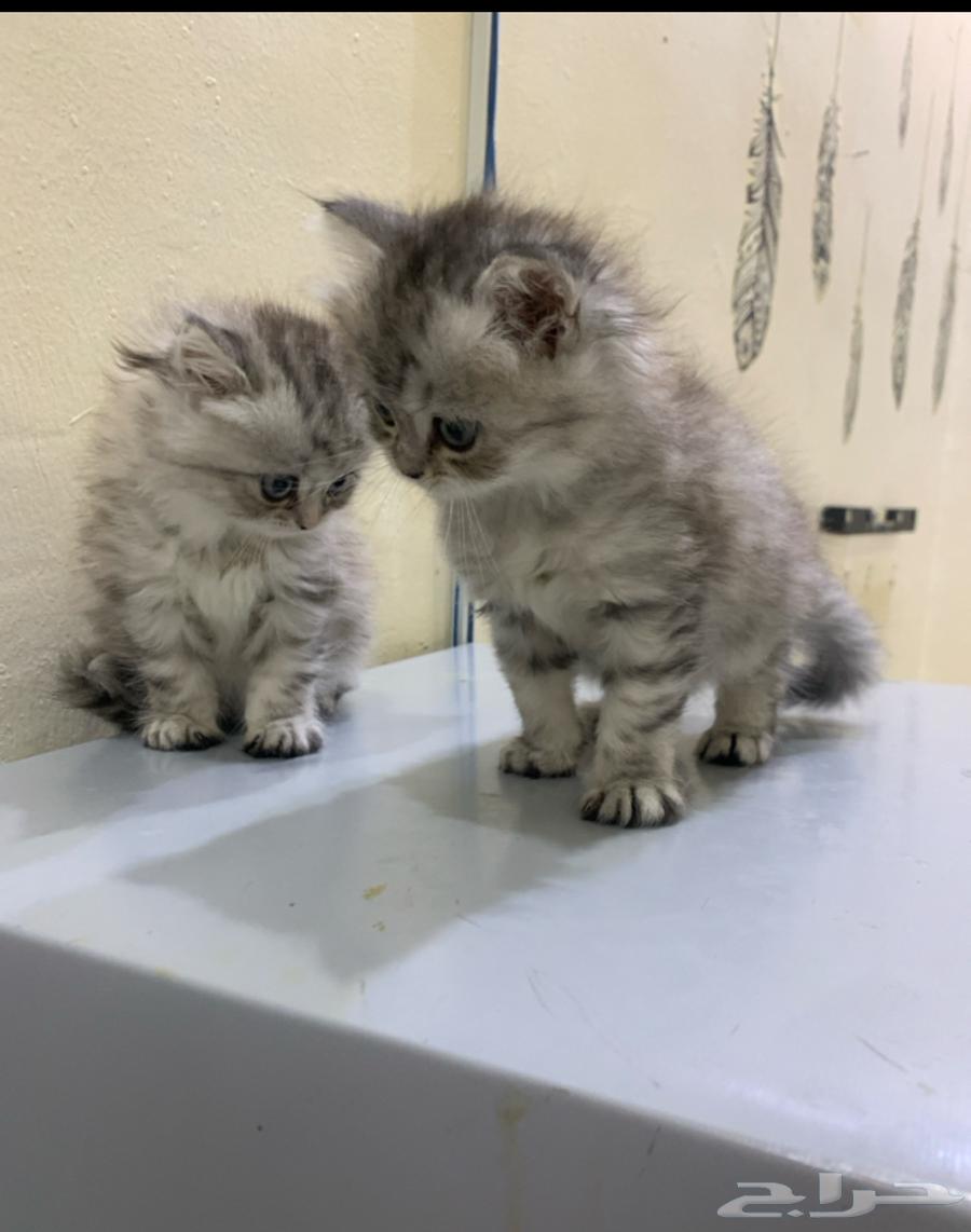 قطط شيرازي للبيع إناث64622016925569110