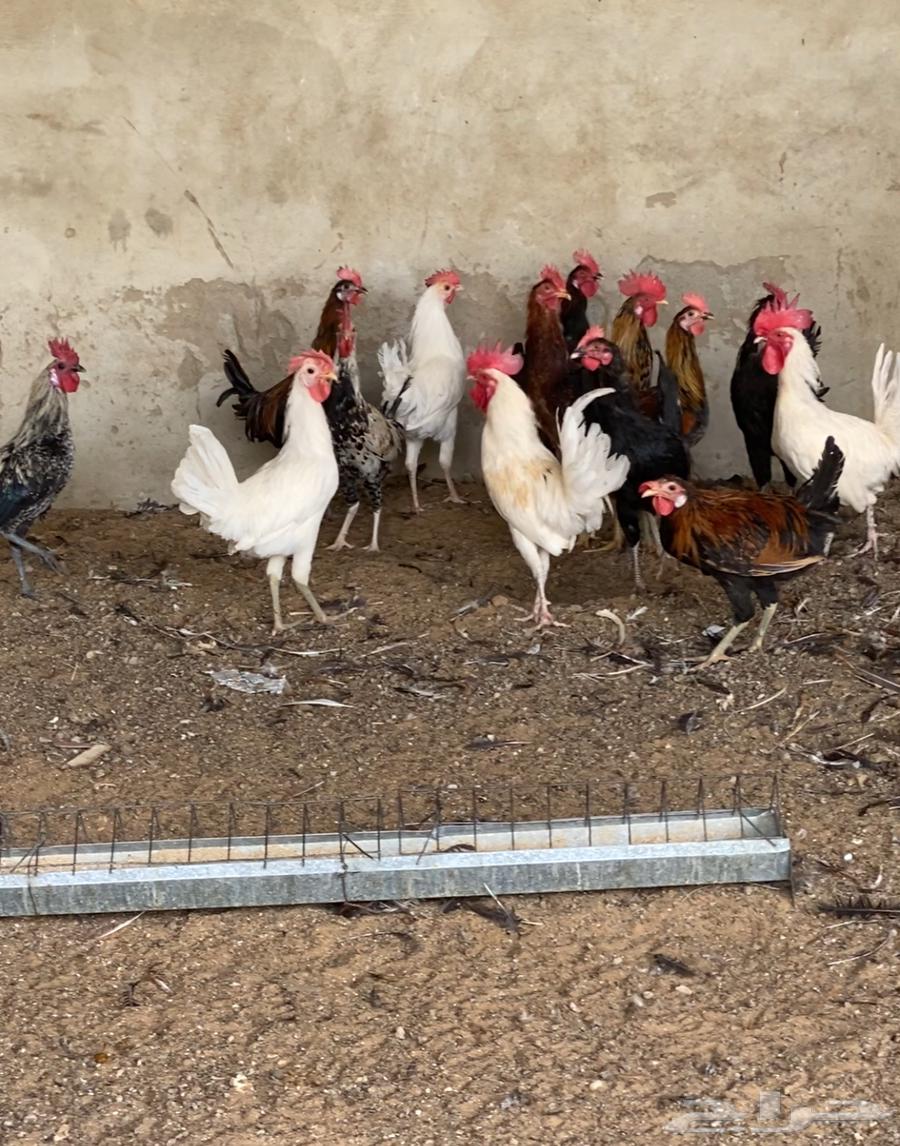 ديوك ديكه64620680152067110