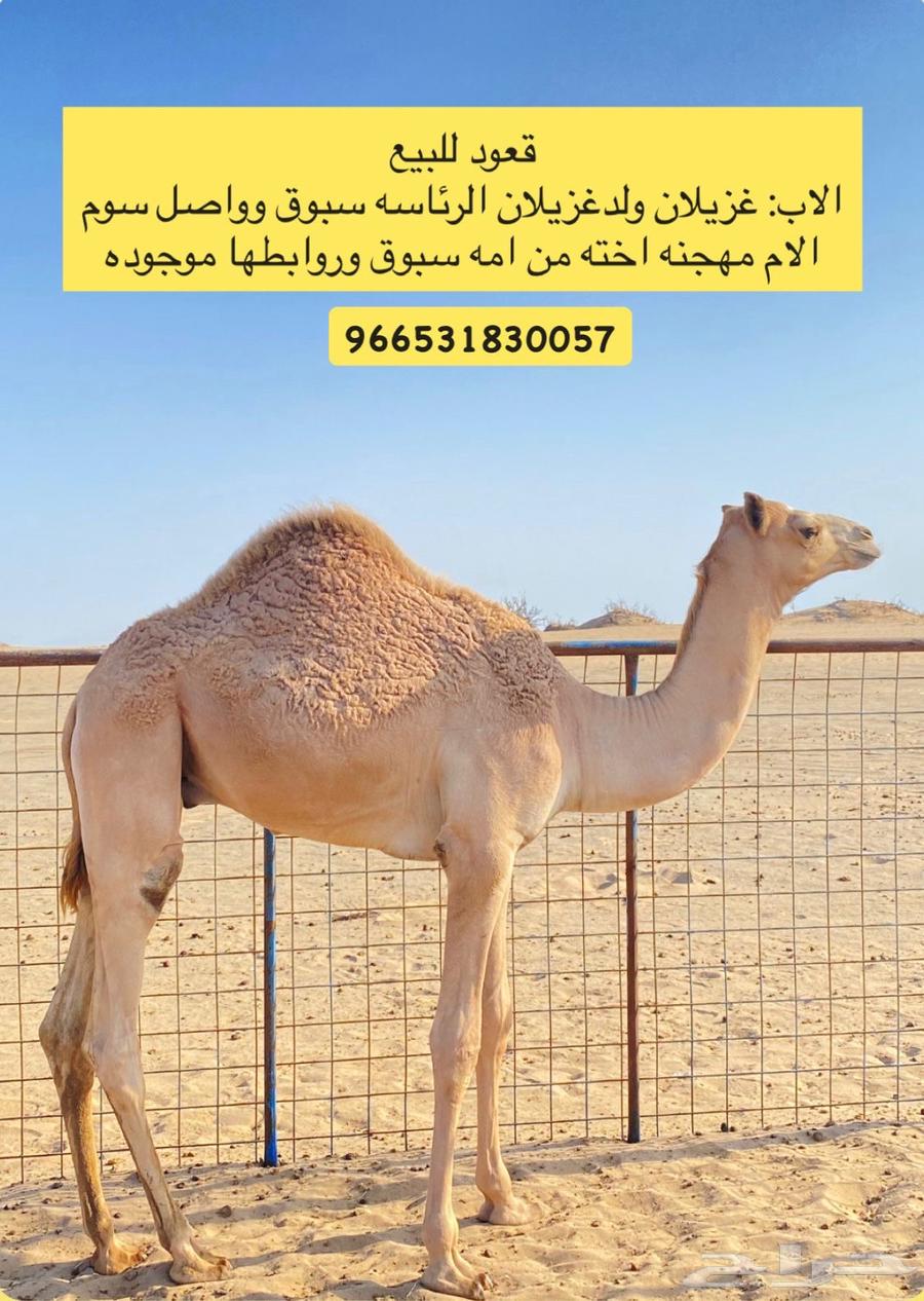 قعود سلاله للبيع64625797599490110