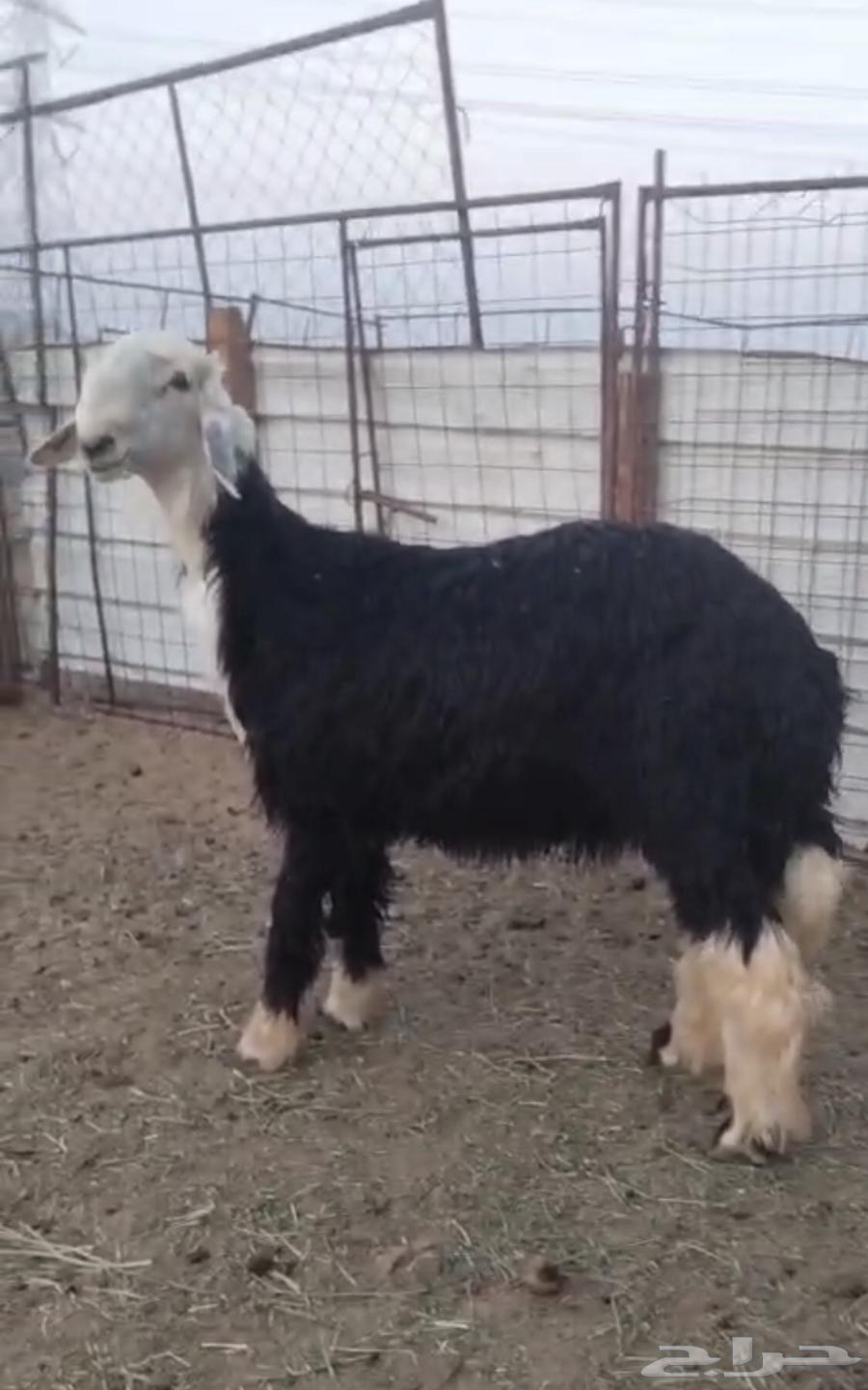 Najdi Stallion Project – Premium Breed, No. 1164623612290562112