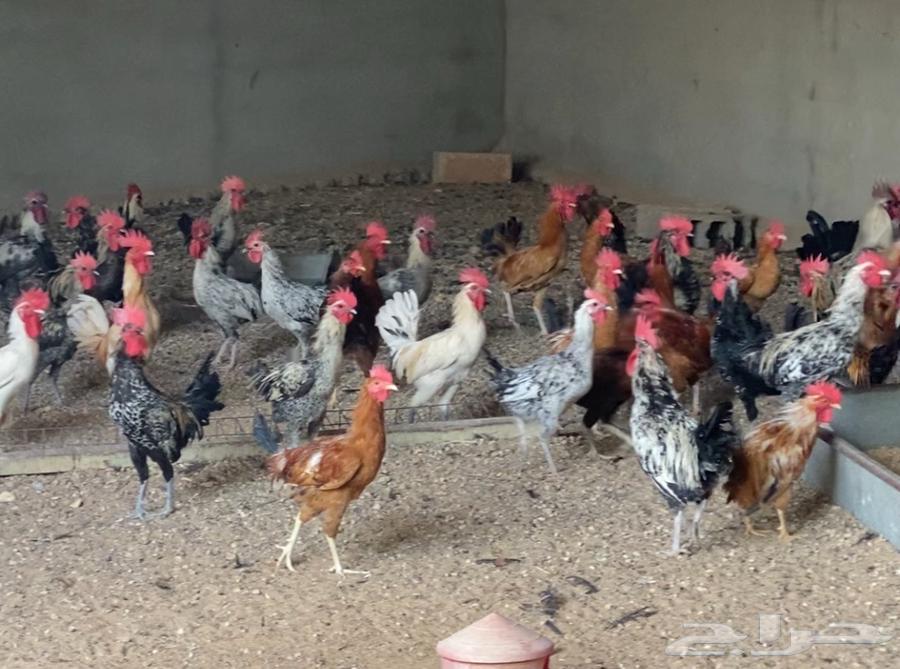 ديوك ديكه64620680152067112