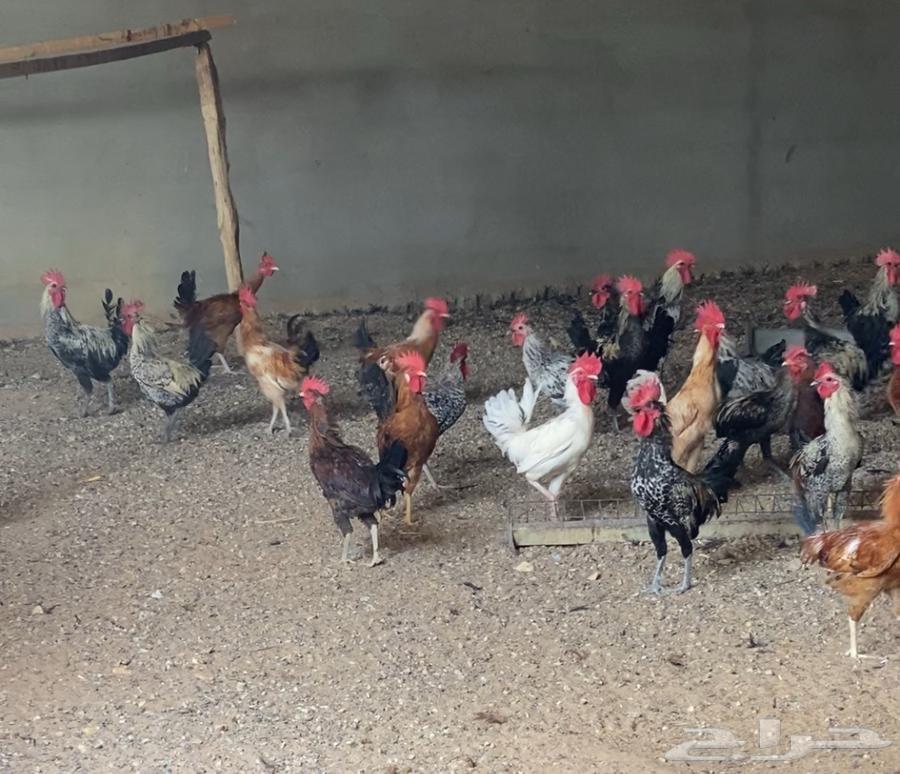 ديوك ديكه64620680152067111