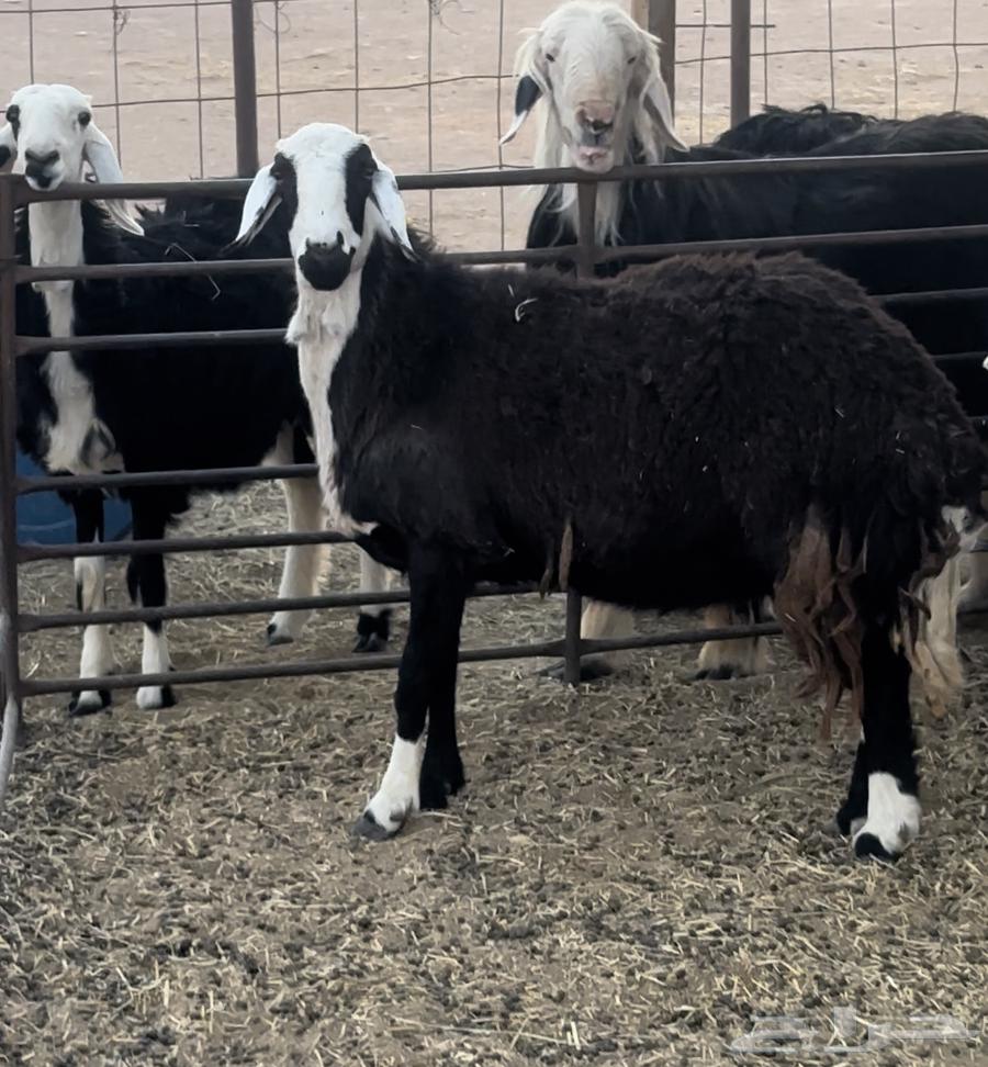 شياه 2 و خروف للبيع في ملهم64591080931458111