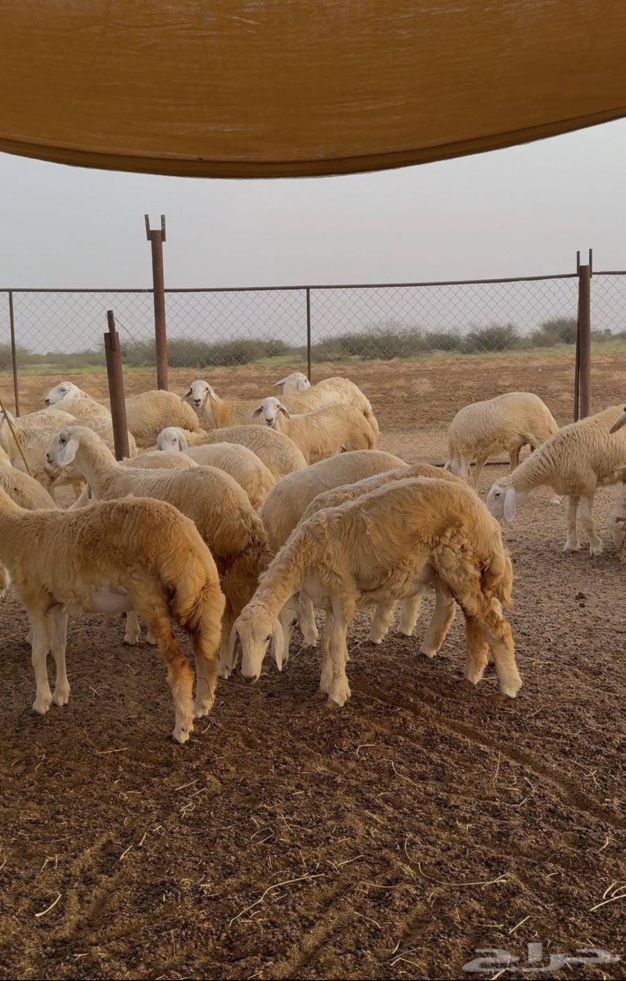 رخال حري 43 راس للبيع64620142343810113