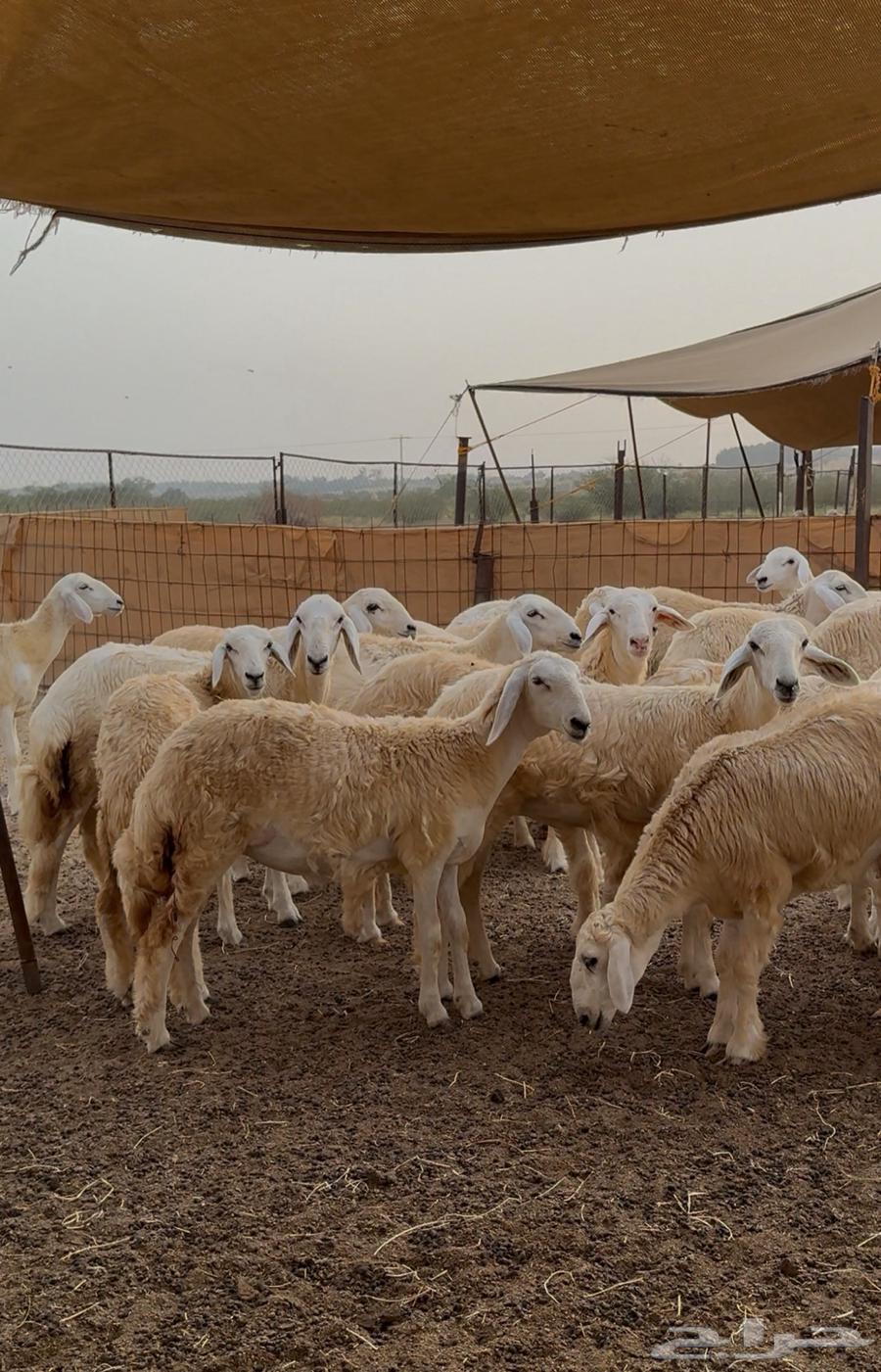 رخال حري 43 راس للبيع64620142343810110