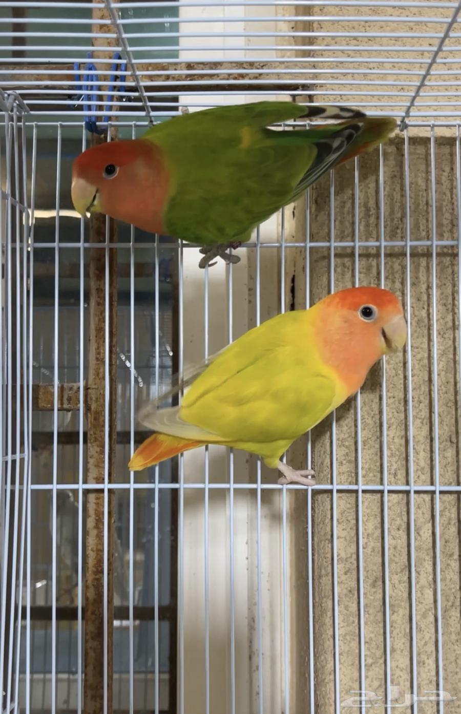 جوز روز64586164694657111