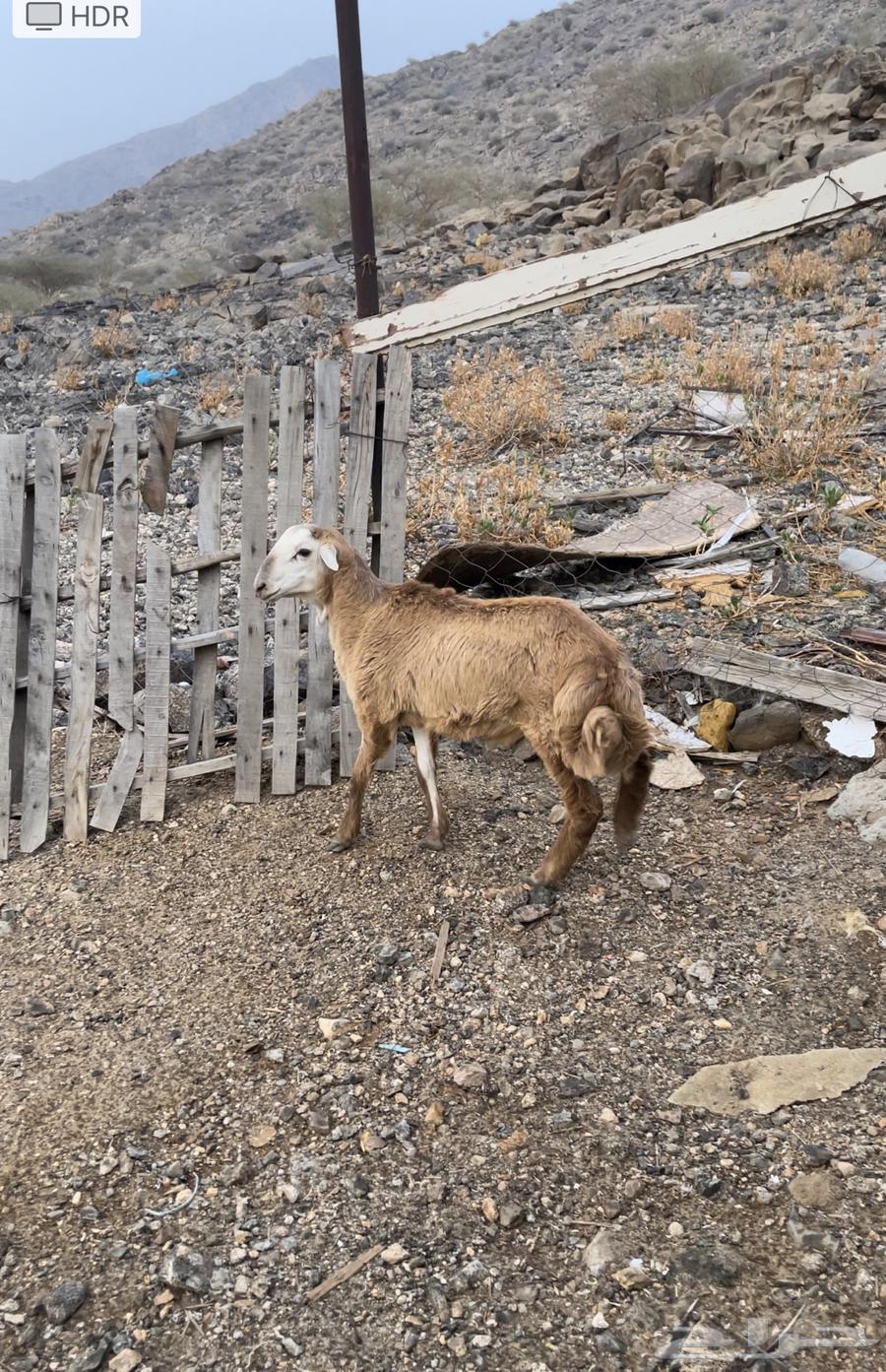 طلي مقفل شحم عمره 4 شهور ونص64618003722113113