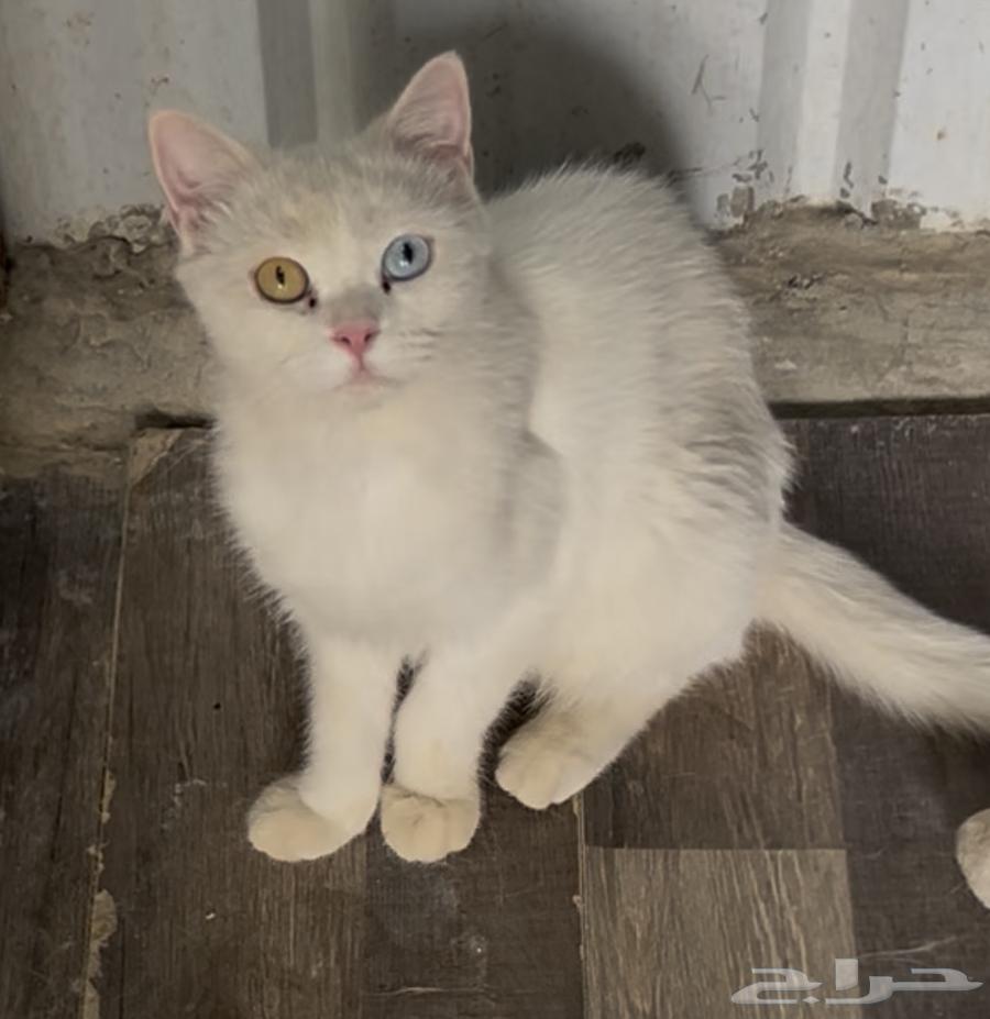 قط انثى برتش نادر للبيع الرياض بسعر 250 ريال64619892633730110