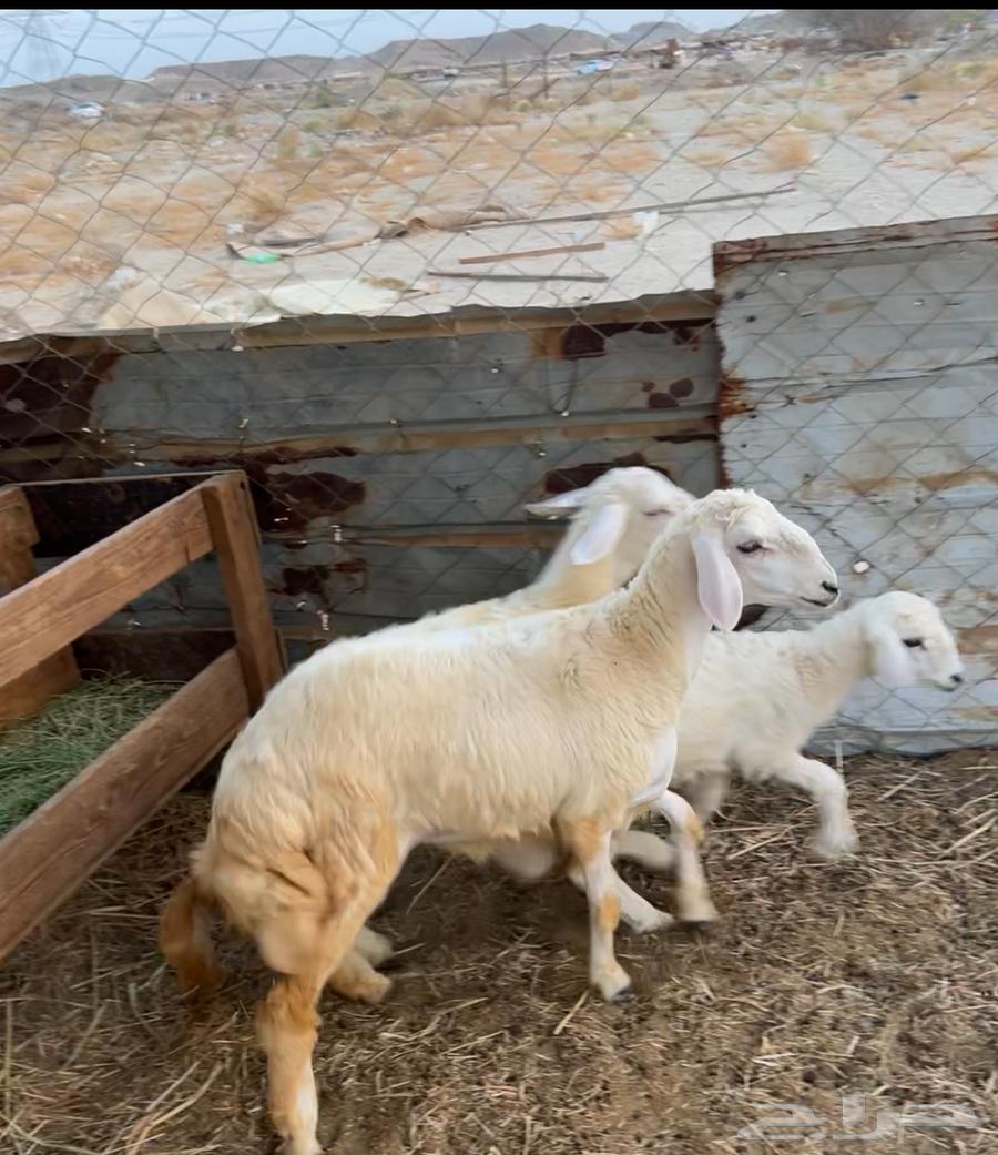 رخال حريات ( تم البيع )64620217600259111