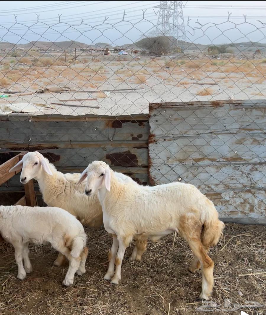 رخال حريات ( تم البيع )64620217600259110