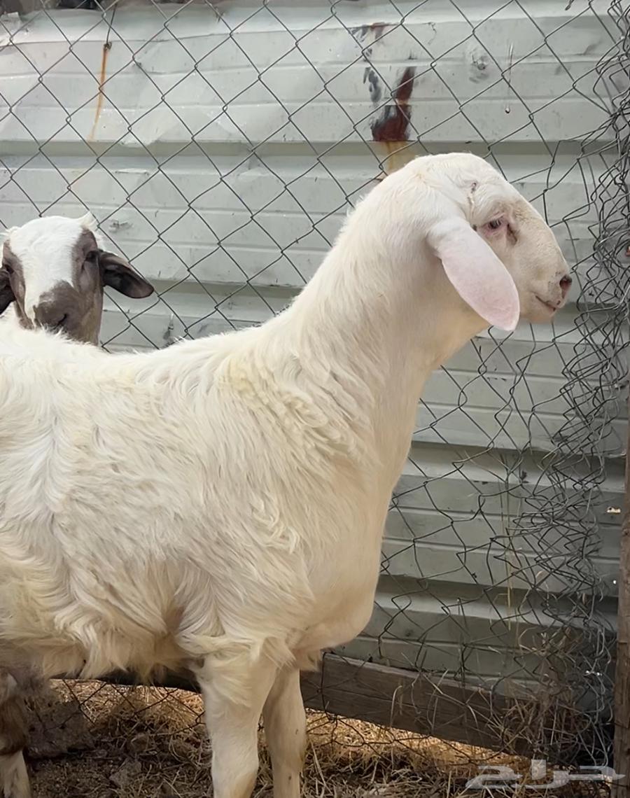 طلي صنف عمره 5 شهور64624818352515110