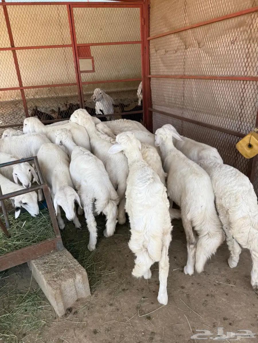 للبيع طليان وتيوس بلدي64623479122177110