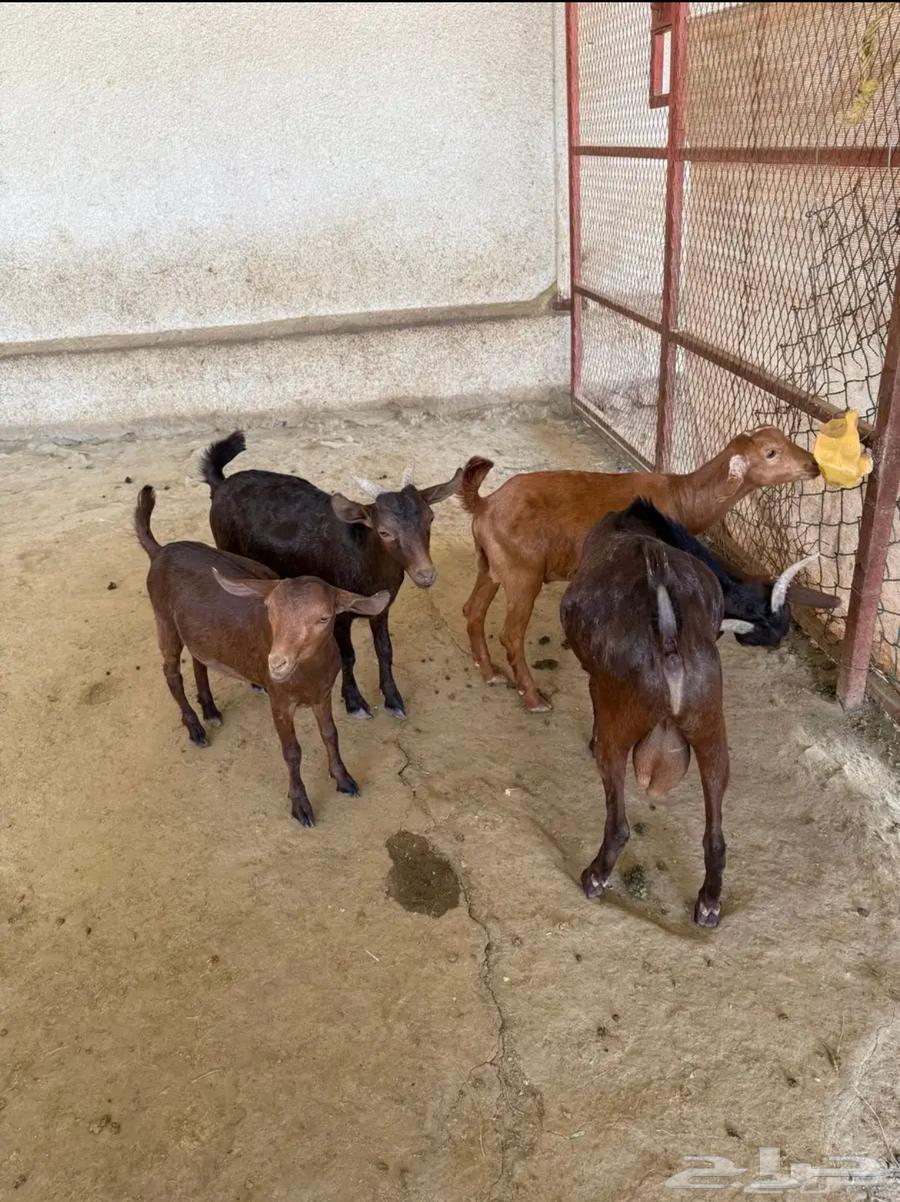 للبيع طليان وتيوس بلدي64623479122177112