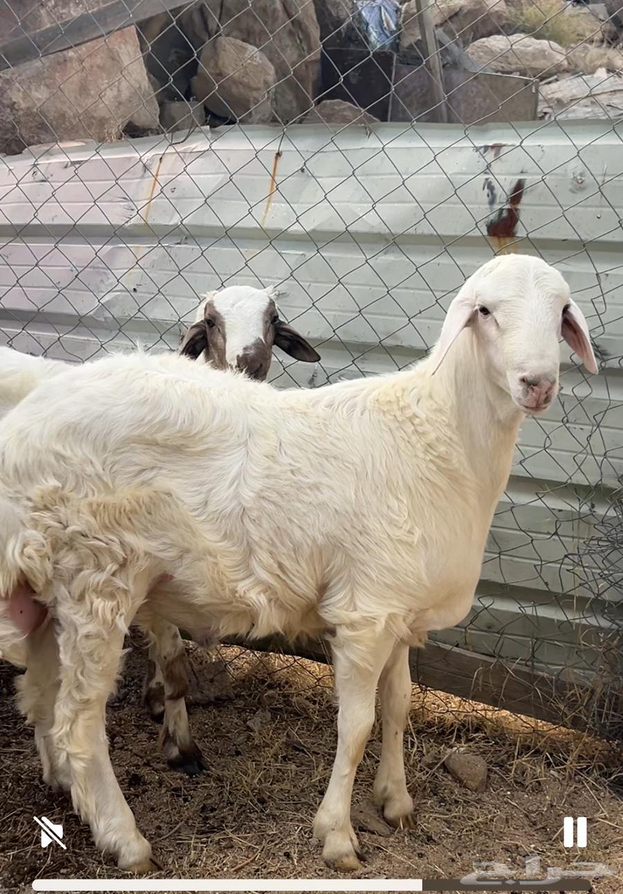 طلي صنف عمره 5 شهور64624818352515112