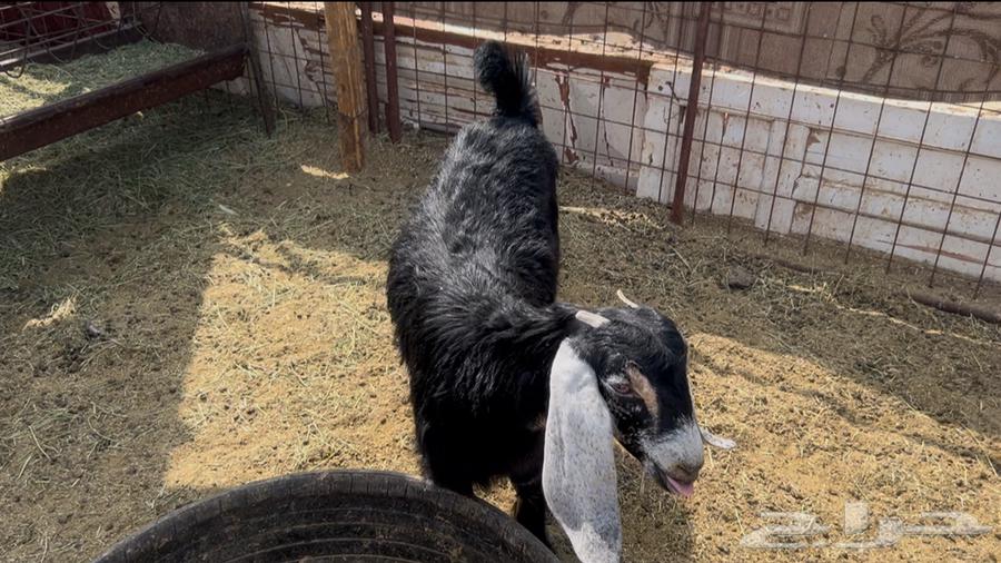 للبيع جفره عارضيه على الحليب وفل شحم64621492420098110