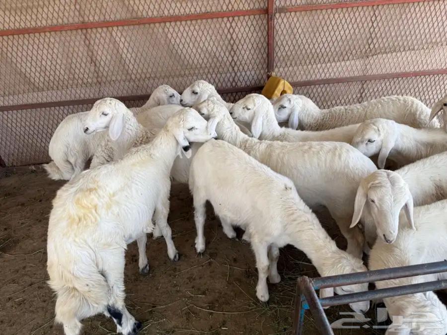 للبيع طليان وتيوس بلدي64623479122177113