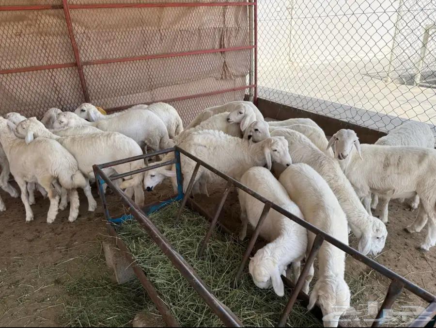 للبيع طليان وتيوس بلدي64623479122177111