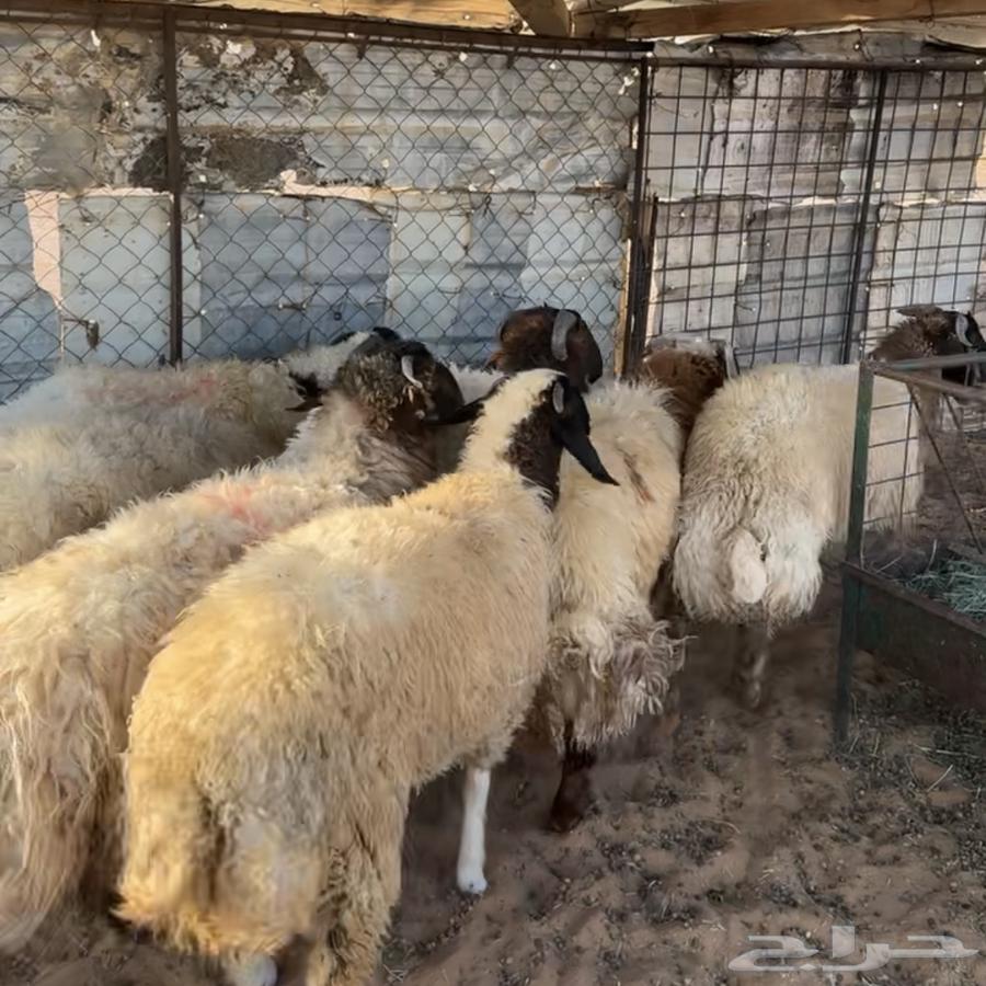 خرفان ورخل نعيم ( تم البيع )64622191168001110