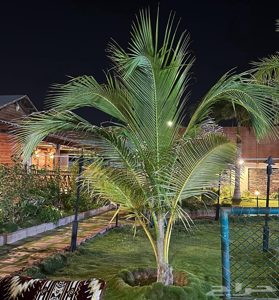 نخل للبيع64623479140226111