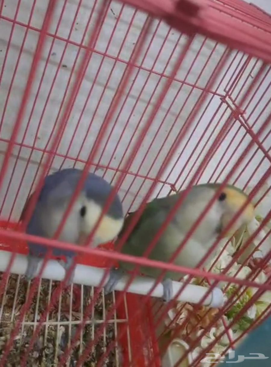 زوج روز الأخضر ذكر الازرق انثى جاهزين للانتاج السعر 45064624903740034111